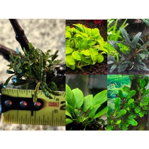 8x Low light Plant Package - 5 species - FREE SHIPPING