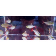 8 columbian tetras