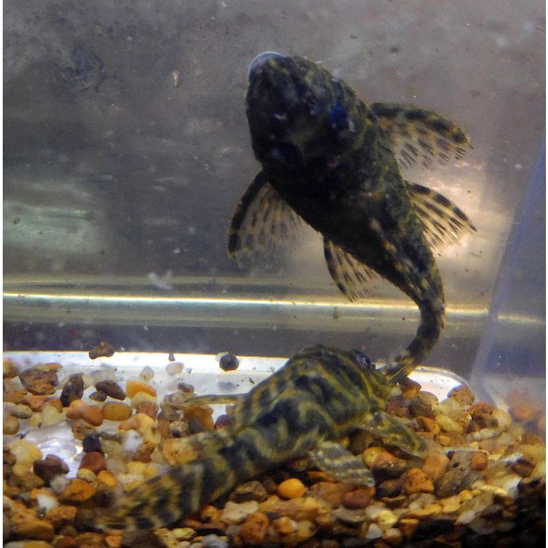 L129 Columbian Zebra Pleco