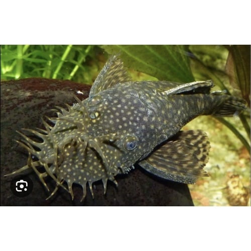 The common bristlenose pleco