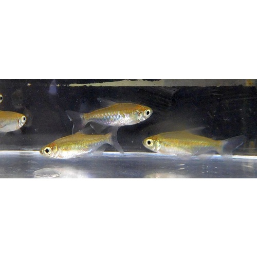 4 medium congo tetras