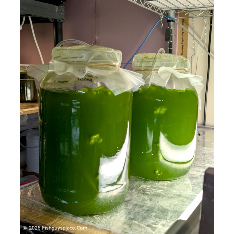 M. contortum - New fast growing microalgae kit for green water. Perfect for Daphnia and Moina!
