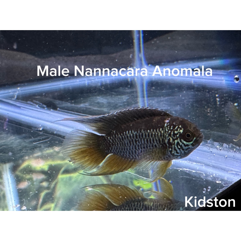 Golden Eye Cichlid Pair Nannacara Anomala