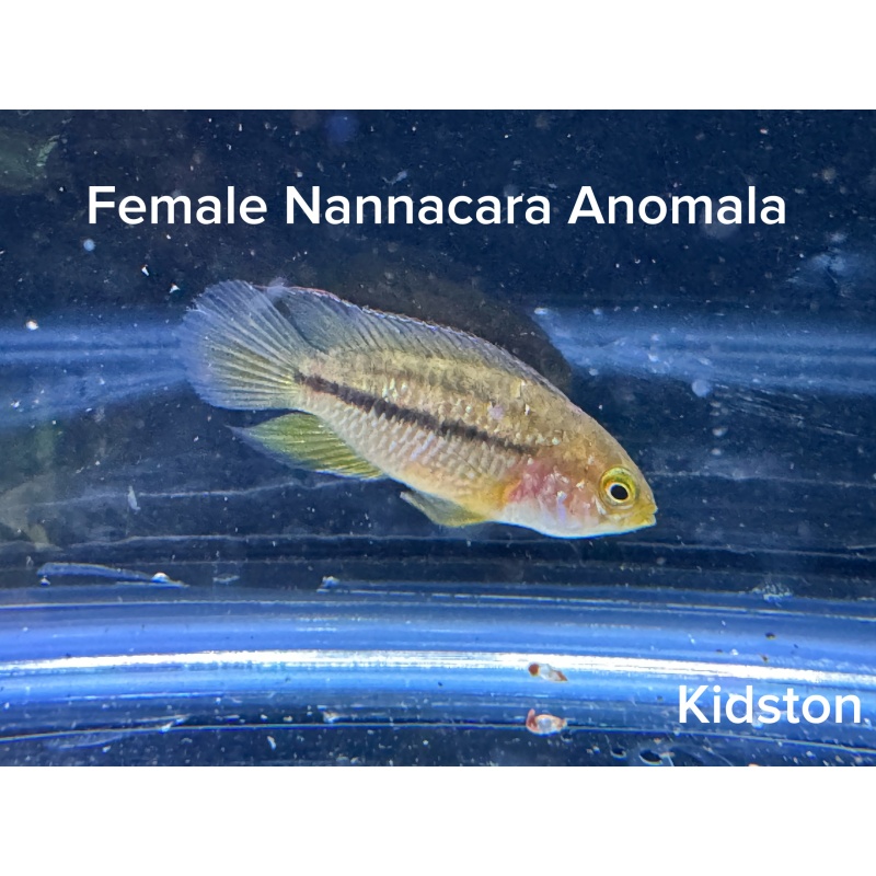 Golden Eye Cichlid Pair Nannacara Anomala