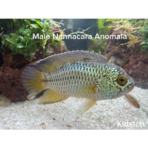 Golden Eye Cichlid Pair Nannacara Anomala