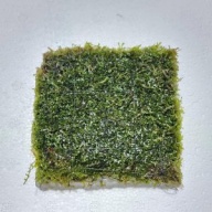 4 coral moss mats
