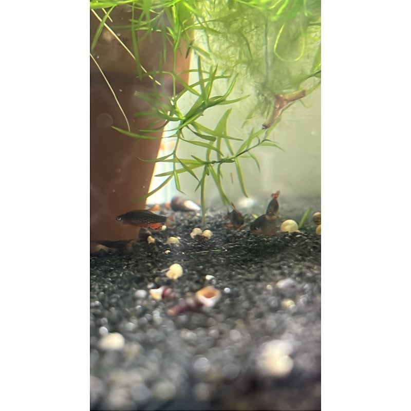 10+1 Celestial Pearl Danio (Galaxy Rasbora) Florida Bred