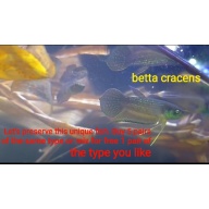 protect from extinction wild betta cracens pair