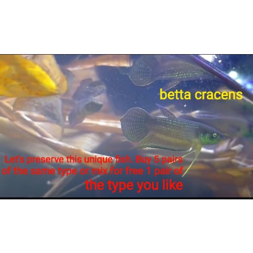protect from extinction wild betta cracens pair