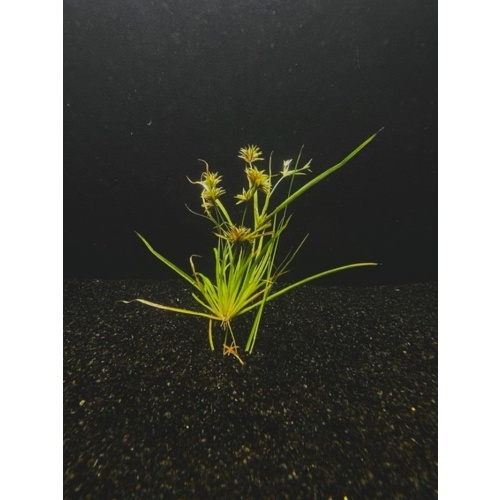 12 creeping rush
