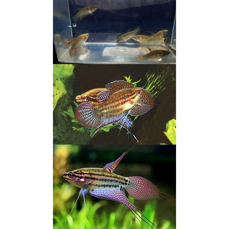 6 croaking gouramis