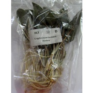12 medium crypt beckettii