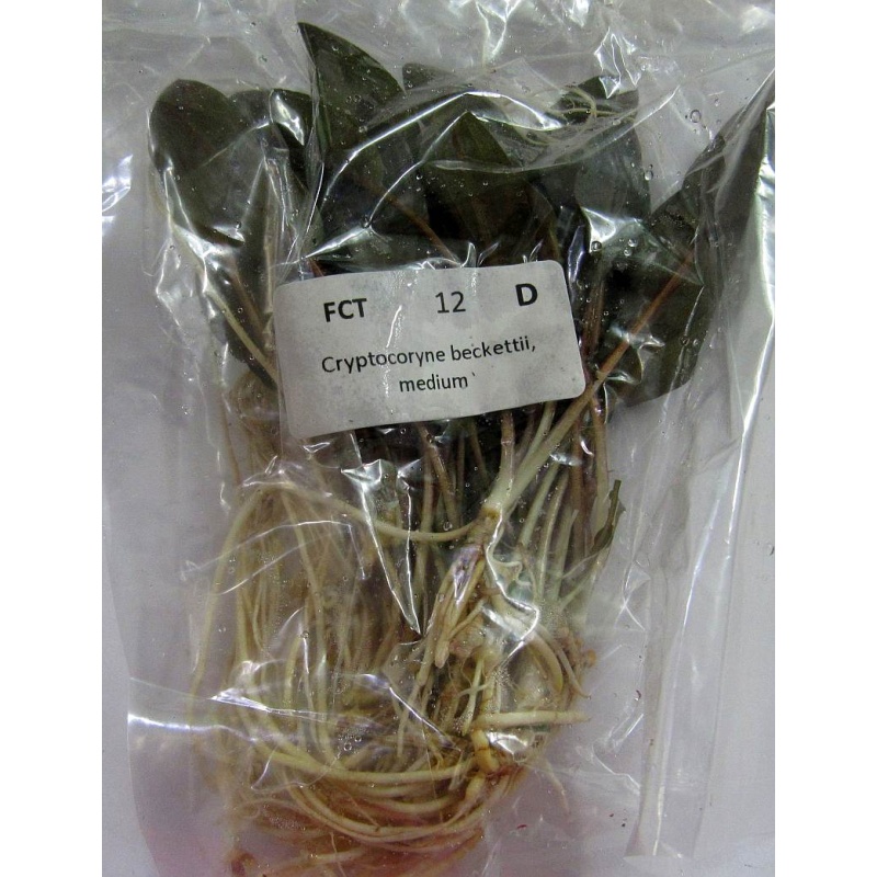 12 medium crypt beckettii