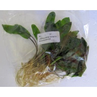 12 medium crypt wendtii brown/bronze