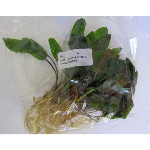 12 medium crypt wendtii brown/bronze