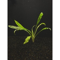 12 medium crypt costata