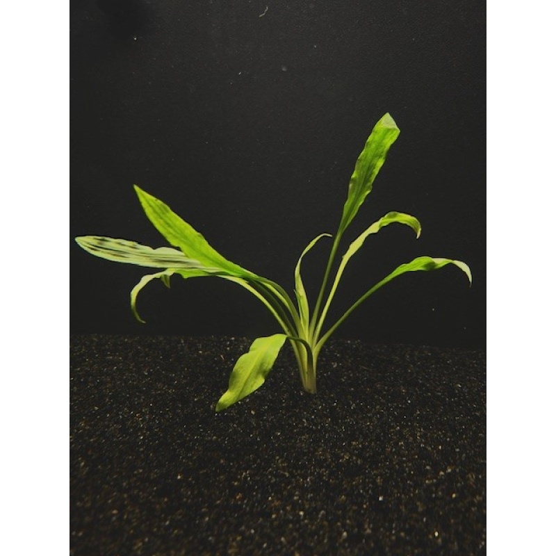 12 medium crypt costata