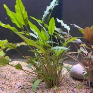 12 medium crypt lutea