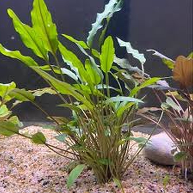 12 medium crypt lutea