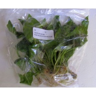 12 medium crypt pontederifolia