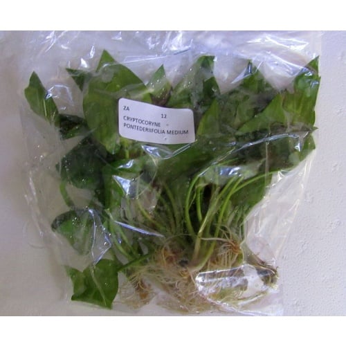 12 medium crypt pontederifolia
