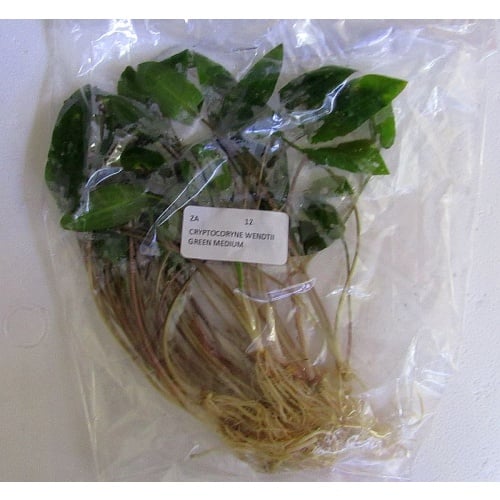12 medium crypt wendtii green