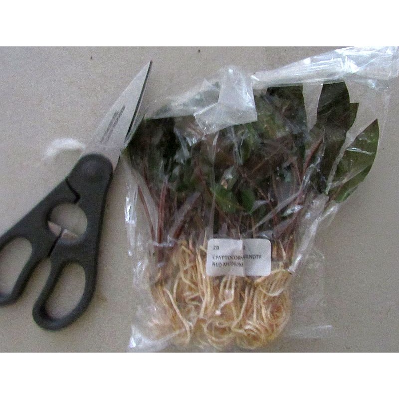12 medium crypt wendtii red