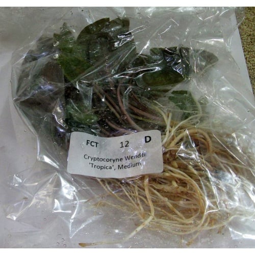 12 medium crypt wendtii tropica