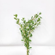 12 bunches, 36 plus stems of Cuphea Anagalloidea