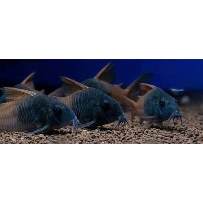 4 tank raised CW217 corys