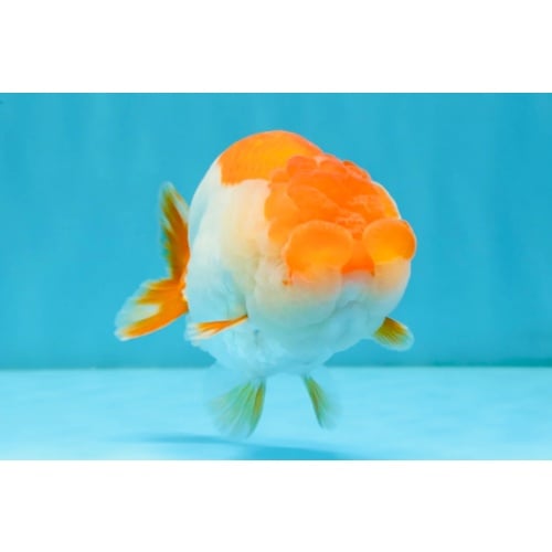 A Grade Red White LionQueen 4.5-5 inches