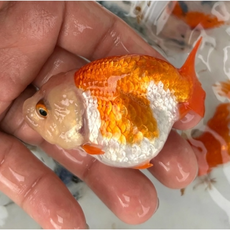 Fancy Goldfish Thai Lionchu Red & White
