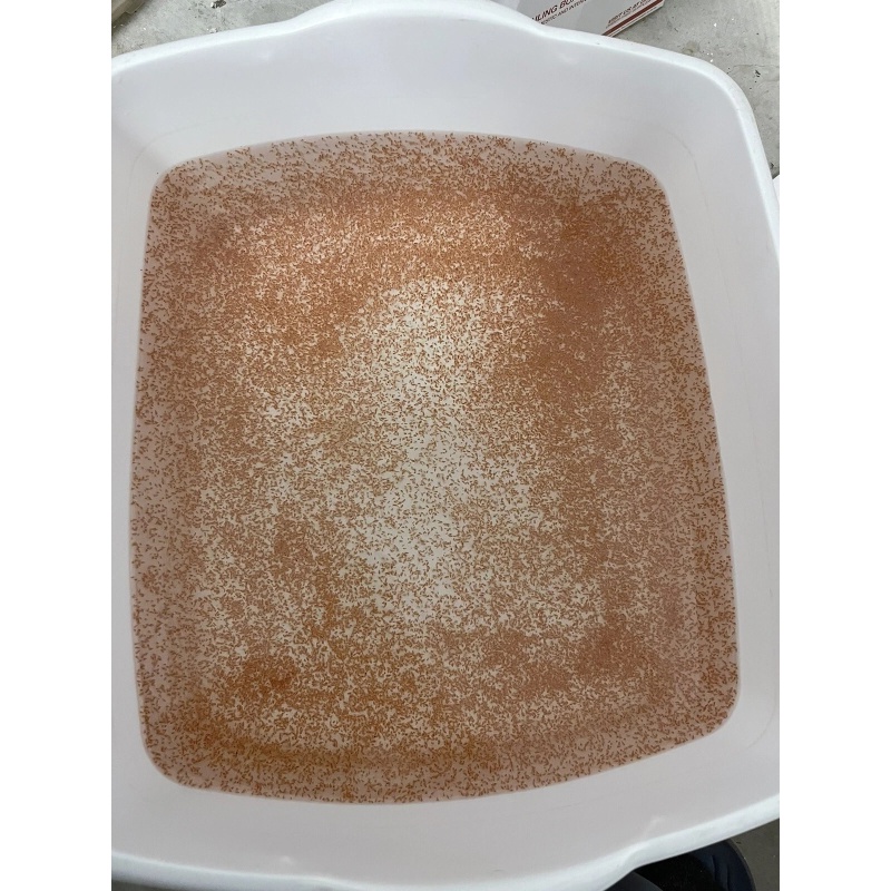 Daphnia food