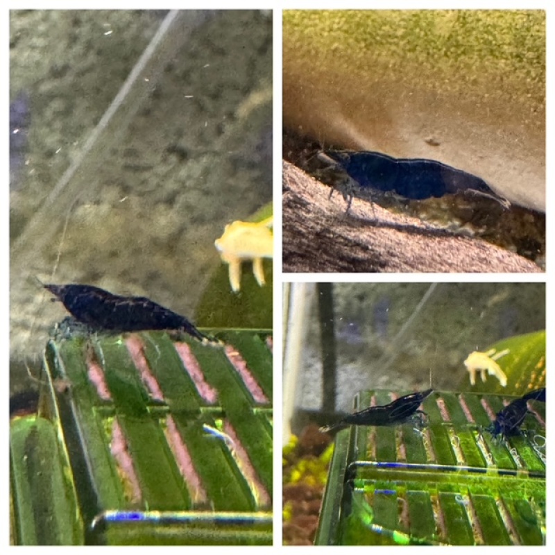 10 Blue Sapphire Neocaridina (deep dark blue)