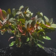 12 bunches, 36 plus stems of dark red ludwigia