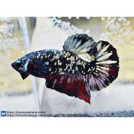 1x Live Avatar Red Glitter HMPK Male Betta LIVE ARRIVAL GUARANTEE (WYSIWYG) H302