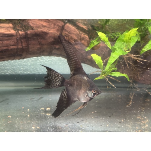 WYSIWYG DD Black and Pinoy angelfish, 7 pack