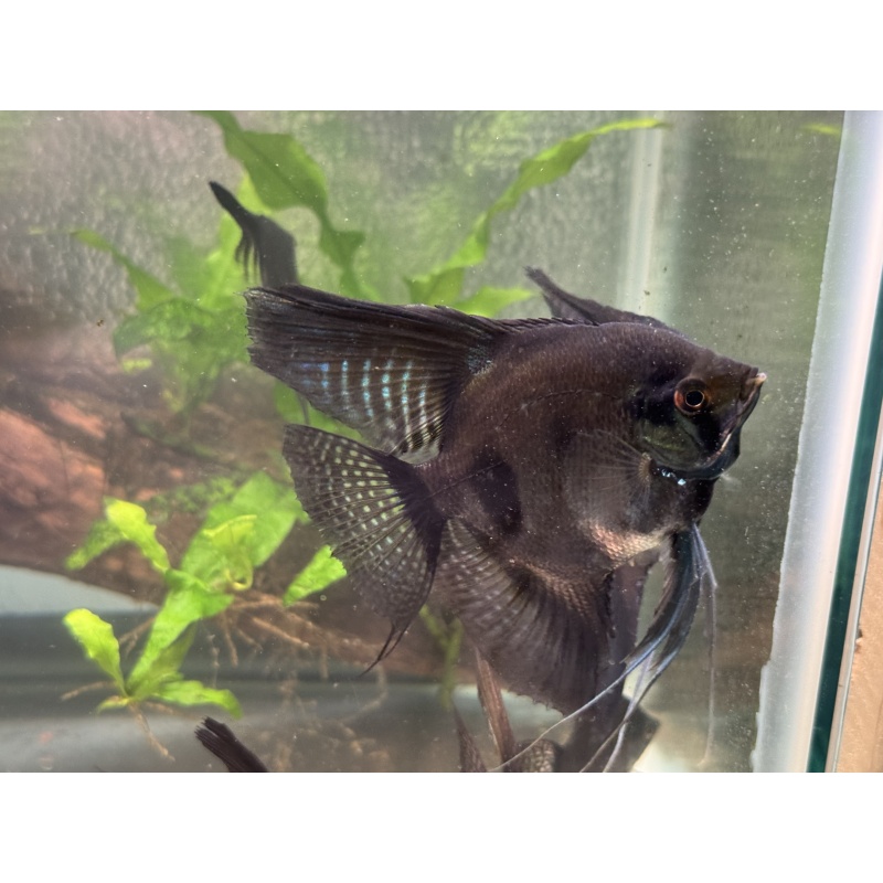 WYSIWYG DD Black and Pinoy angelfish, 7 pack, FREE SHIPPING