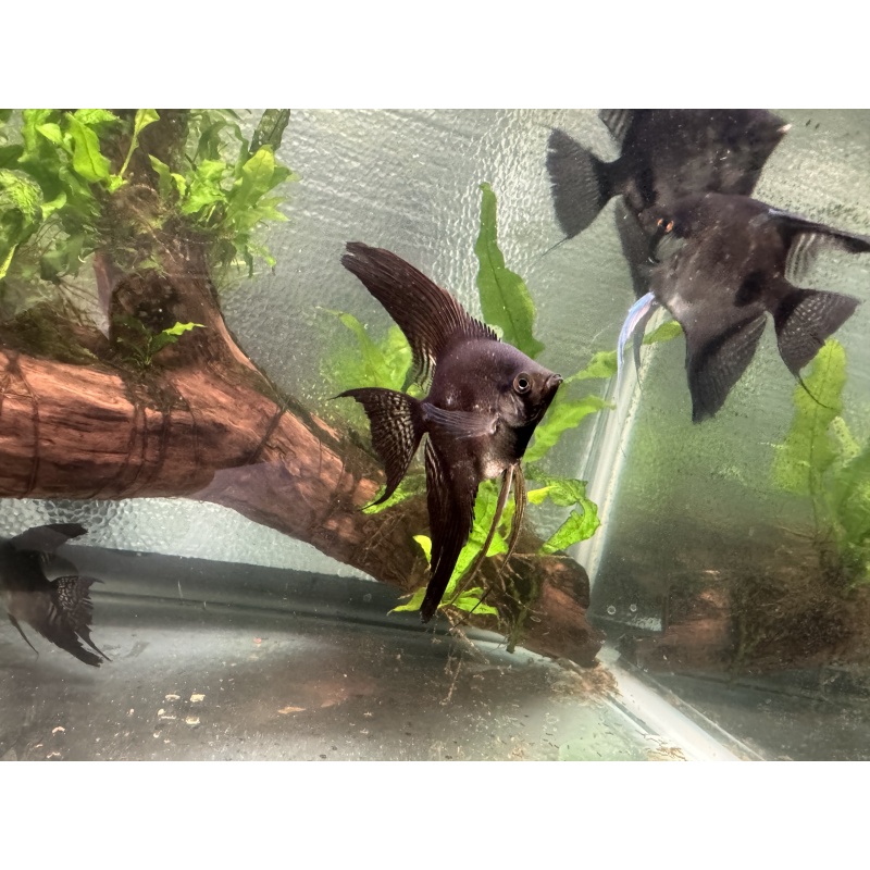 WYSIWYG DD Black and Pinoy angelfish, 7 pack, FREE SHIPPING