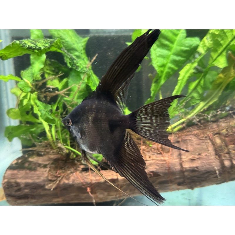 WYSIWYG DD Black and Pinoy angelfish, 7 pack, FREE SHIPPING