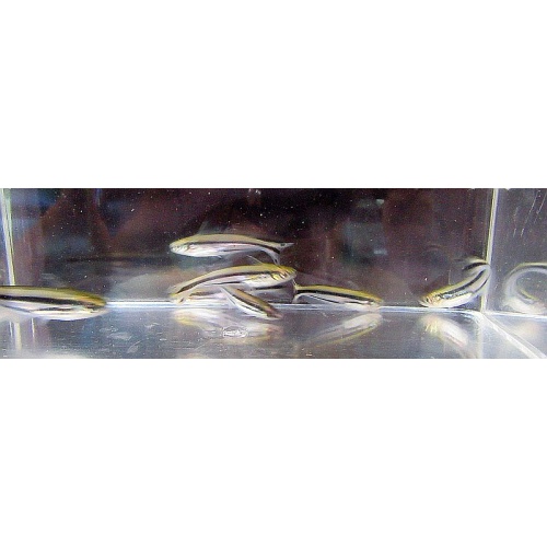 4 debauwi catfish