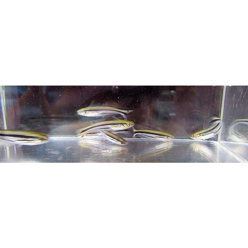 4 debauwi catfish