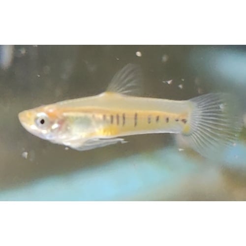 Pair F1 Cnestradon Decemmaculatus