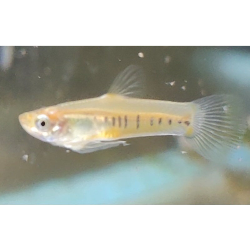 Pair F1 Cnestradon Decemmaculatus