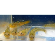 group of 4 Australian Desert Gobies