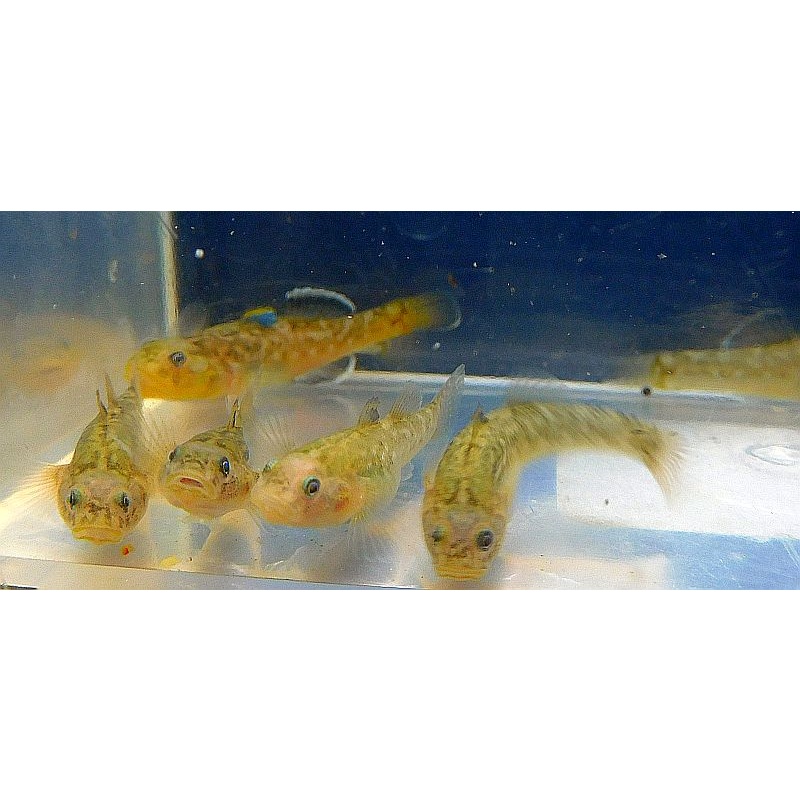 group of 4 Australian Desert Gobies