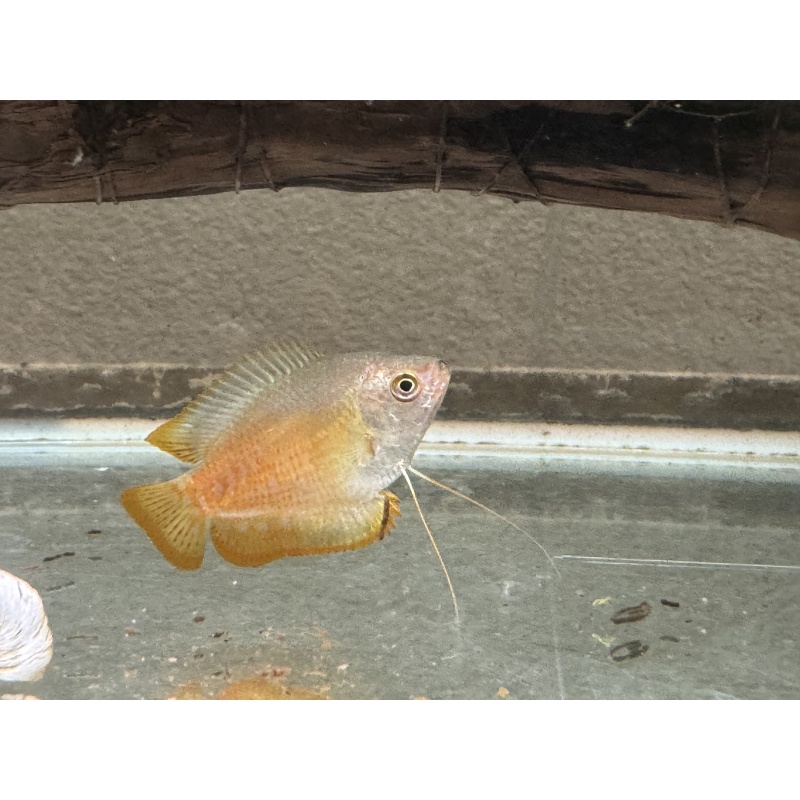 WYSIWYG 5 Dwarf Gouramis