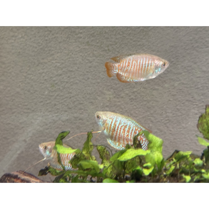 WYSIWYG 5 Dwarf Gouramis