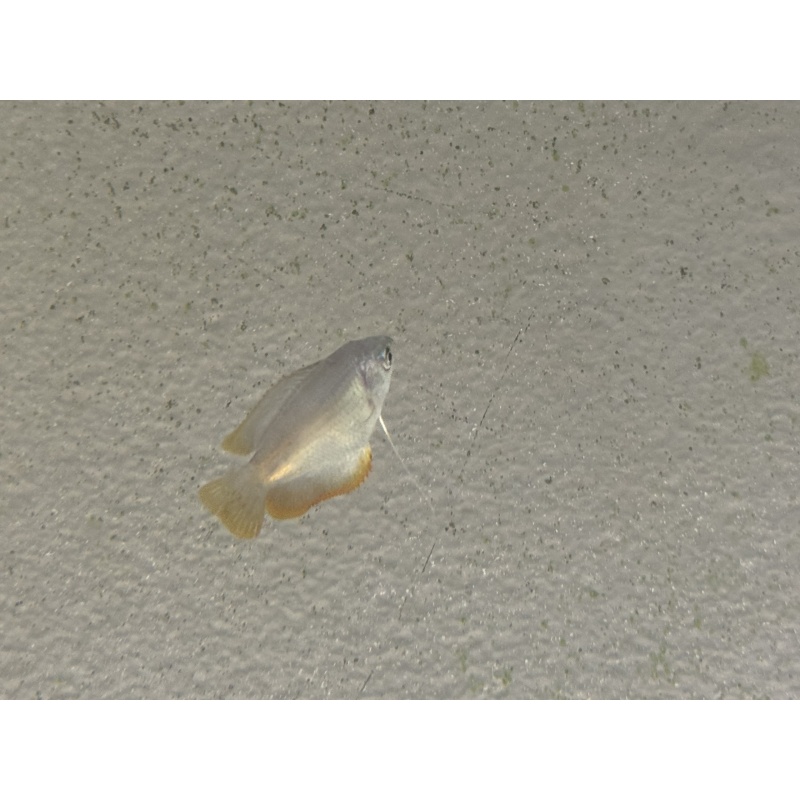 WYSIWYG 5 Dwarf Gouramis
