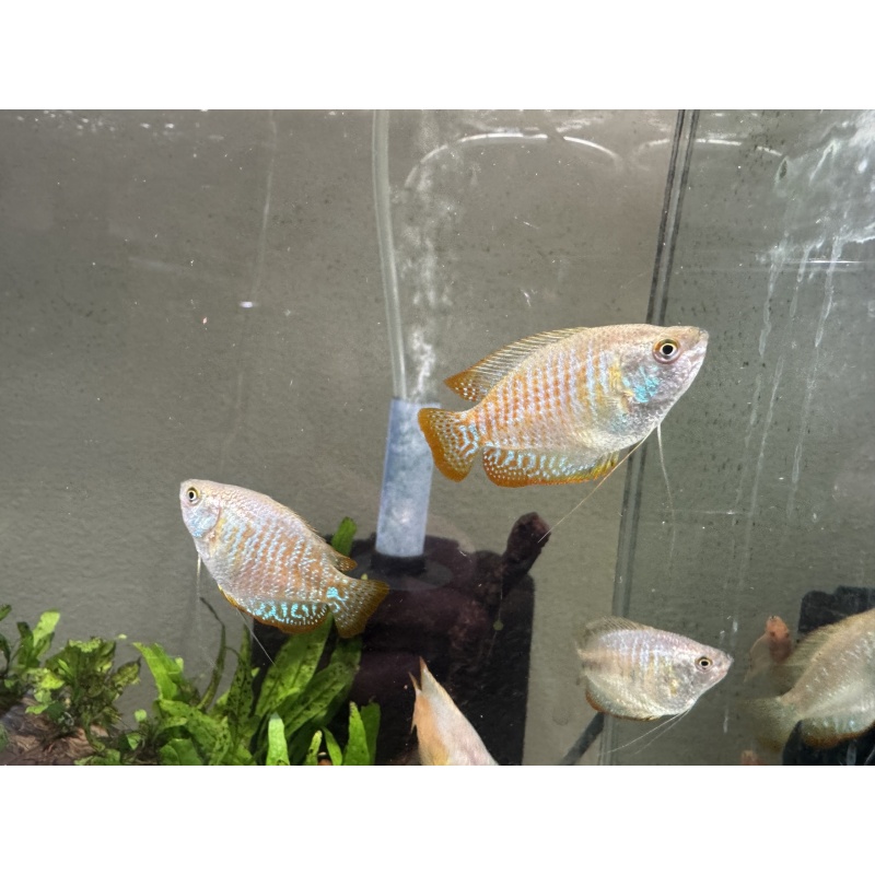 WYSIWYG 5 Dwarf Gourami 3 males and 2 females
